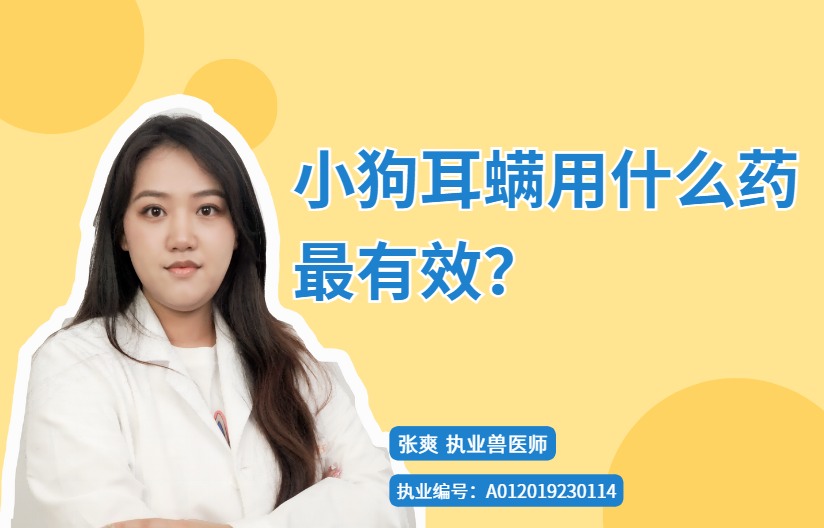 小狗耳螨用什么药最有效?