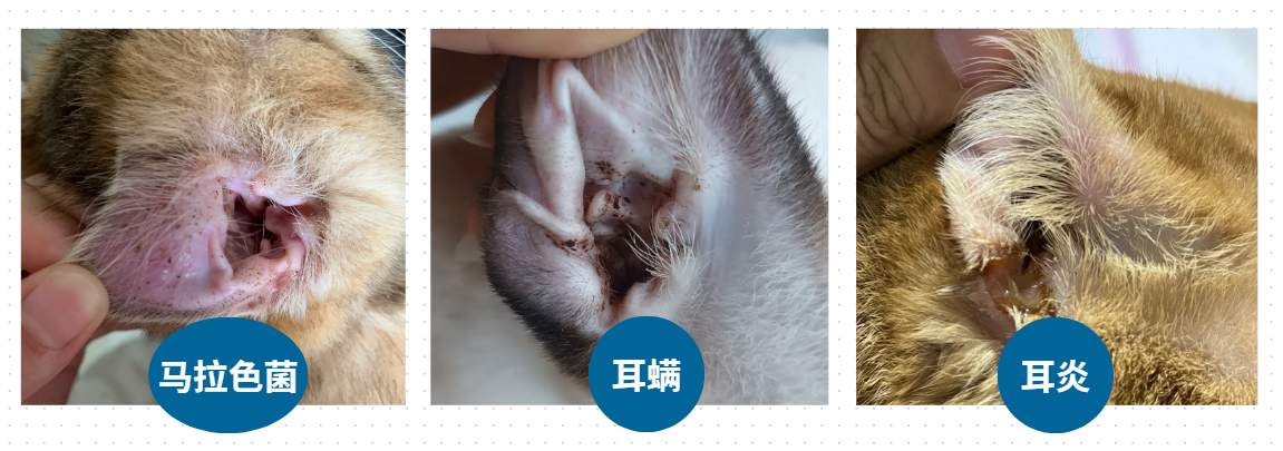 猫咪经常挠耳朵怎么办?