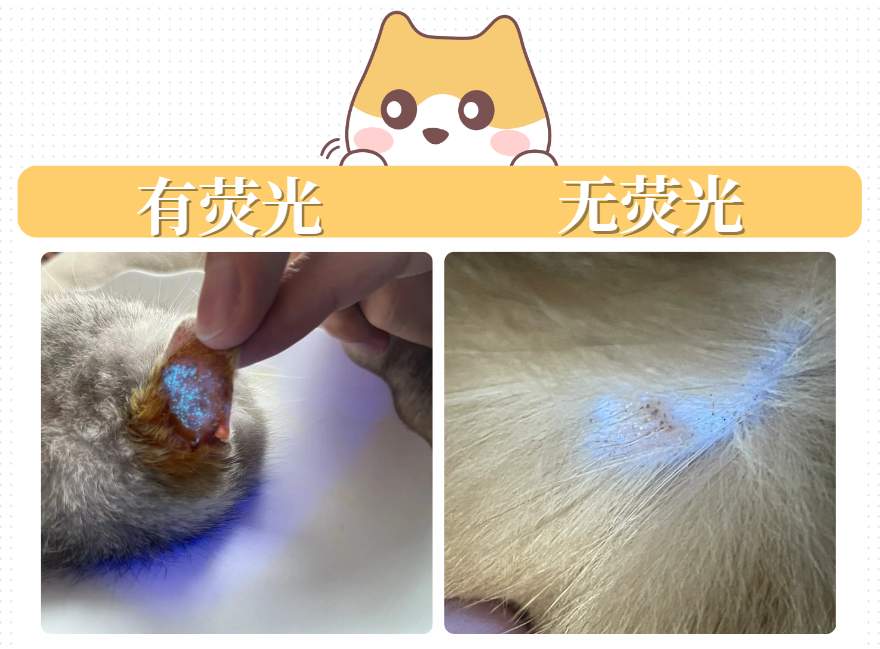 猫咪经常挠耳朵用什么药?