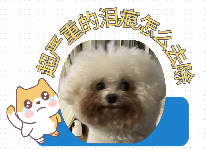 比熊泪痕特别严重怎么办啊?