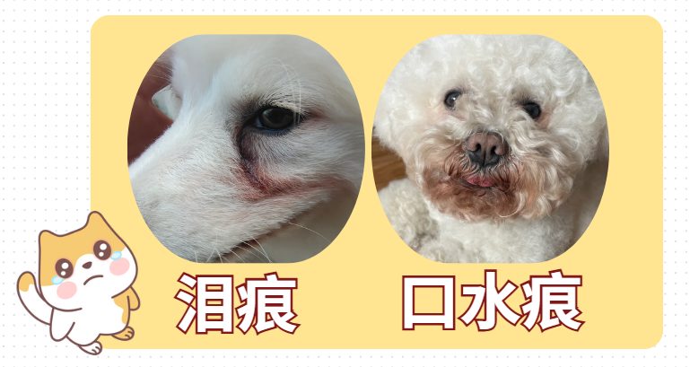 狗狗泪痕