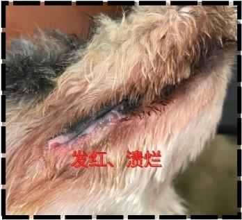 狗狗嘴角发红溃烂，这些药品能帮忙！