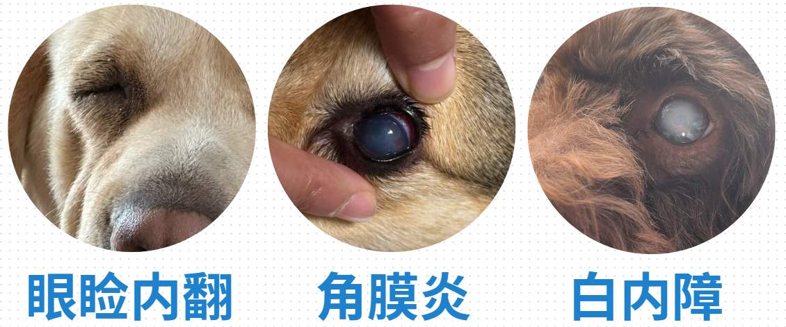 狗狗有泪痕怎么办?