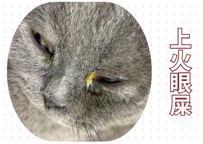 小猫有眼屎怎么办?