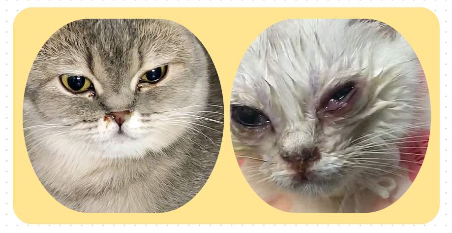 小猫有眼屎是怎么回事?