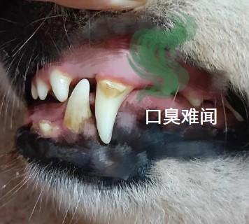 狗狗嘴巴臭，这些方法快试试！