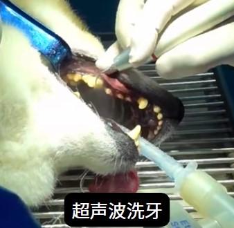 狗狗嘴巴臭，这些方法快试试！