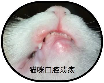 告别猫咪口腔溃疡,这些方法你一定要知道!