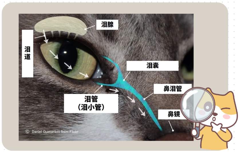 猫眼睛总是流眼泪有褐色分泌物怎么办?