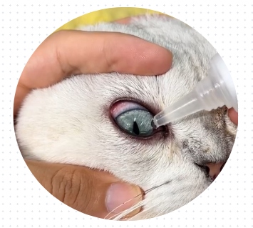 猫咪流眼泪用什么眼药水能好？