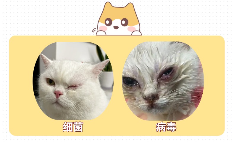 猫咪流眼泪怎么办？