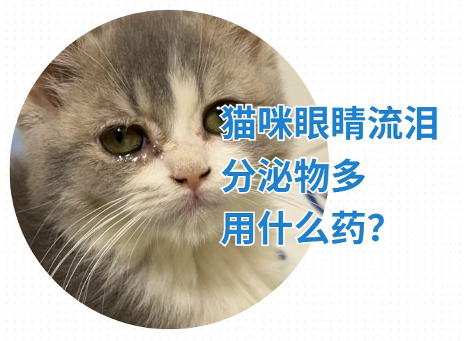 猫咪眼睛流泪分泌物多用什么药?