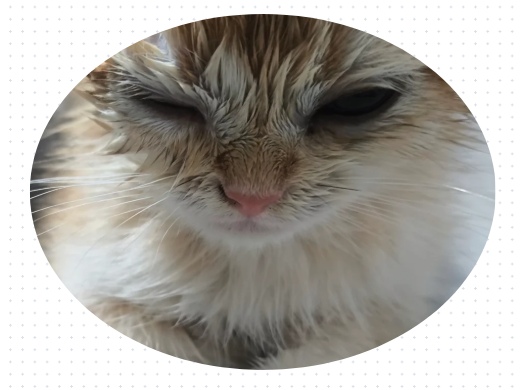 猫咪眼睛流泪分泌物多怎么回事?