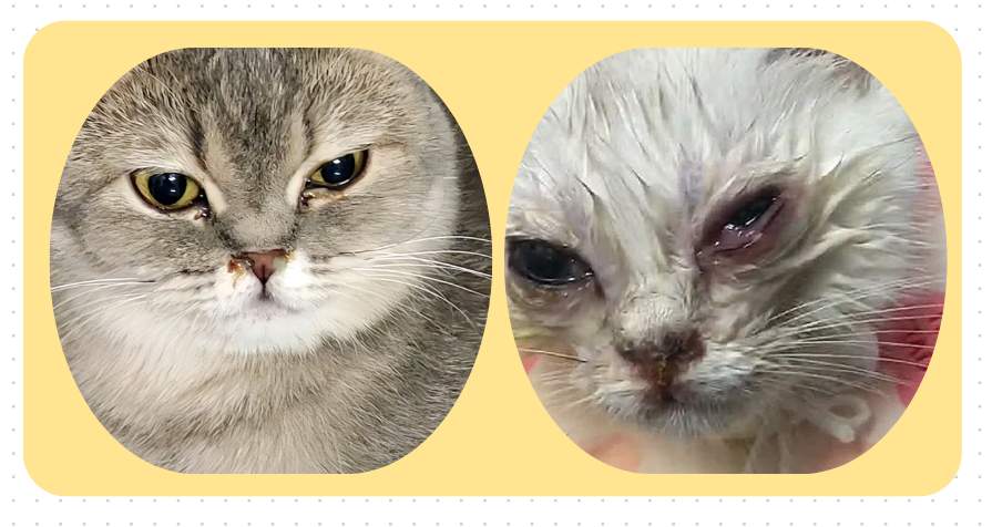 猫咪眼睛流泪分泌物多用什么药效果好?