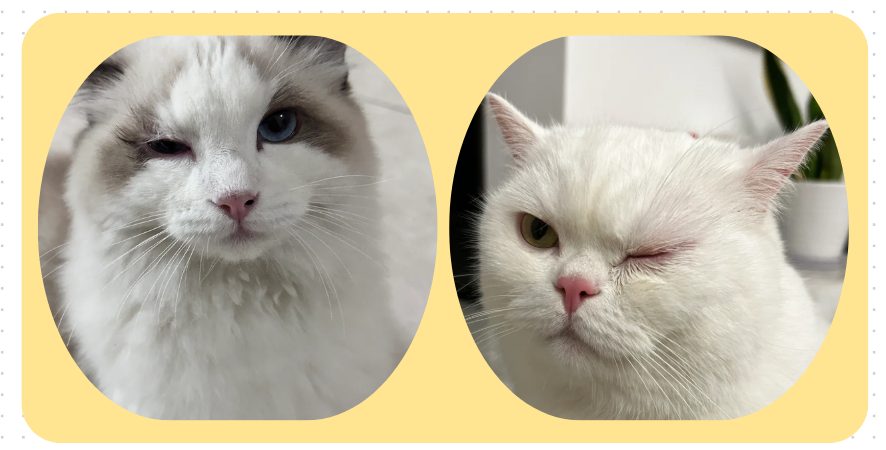 猫咪眼睛流泪分泌物多怎么治疗?