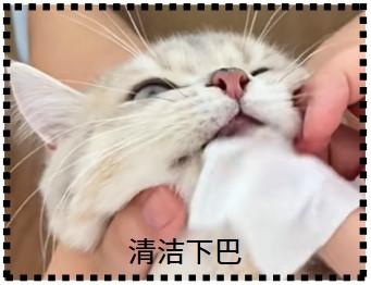 警惕！猫咪嘴边黑色结痂可能是这些疾病的前兆！