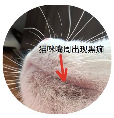 警惕！猫咪嘴边黑色结痂可能是这些疾病的前兆！