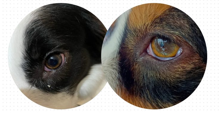 狗狗眼睛红是怎么回事?