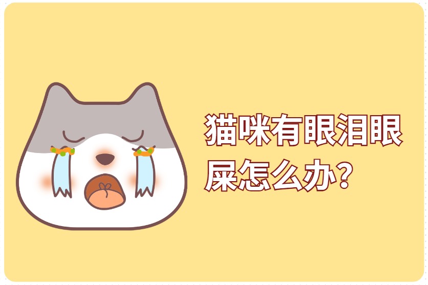 猫咪有眼泪眼屎怎么办?