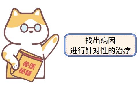 猫咪流口水:正常现象还是健康警报?一文告诉你答案