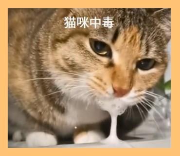 猫咪流口水:正常现象还是健康警报?一文告诉你答案