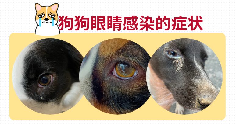 狗狗眼屎多怎么办?