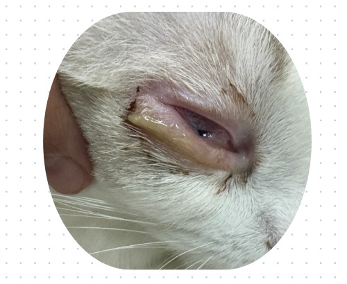 猫咪有眼泪眼屎怎么治疗?