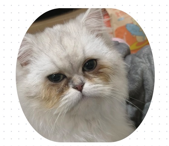 猫咪有眼泪眼屎用什么药?