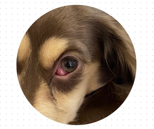 狗狗眼角长红色的肉是怎么回事?