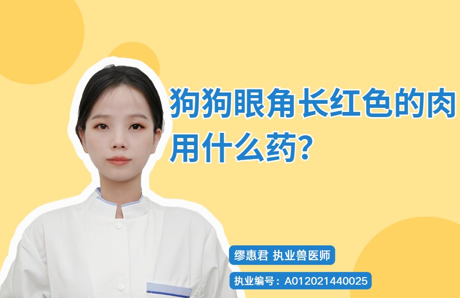 狗狗眼角长红色的肉用什么药?