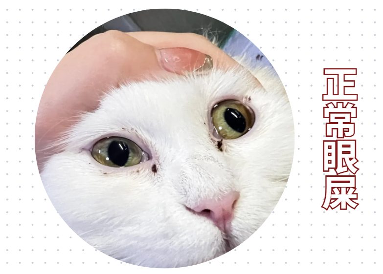 猫咪有眼泪眼屎