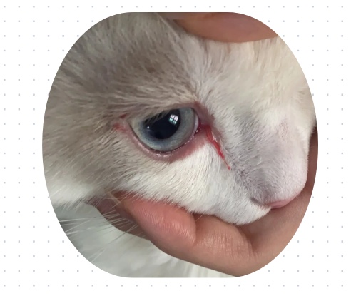 猫咪有眼泪眼屎怎么处理?