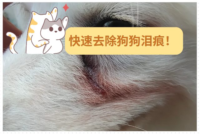 狗狗去泪痕最有效最快的办法