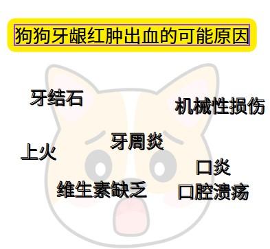 狗狗牙龈红肿出血发臭，快速处理方法