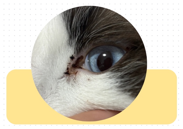猫咪眼屎多眼角有褐色分泌物怎么办