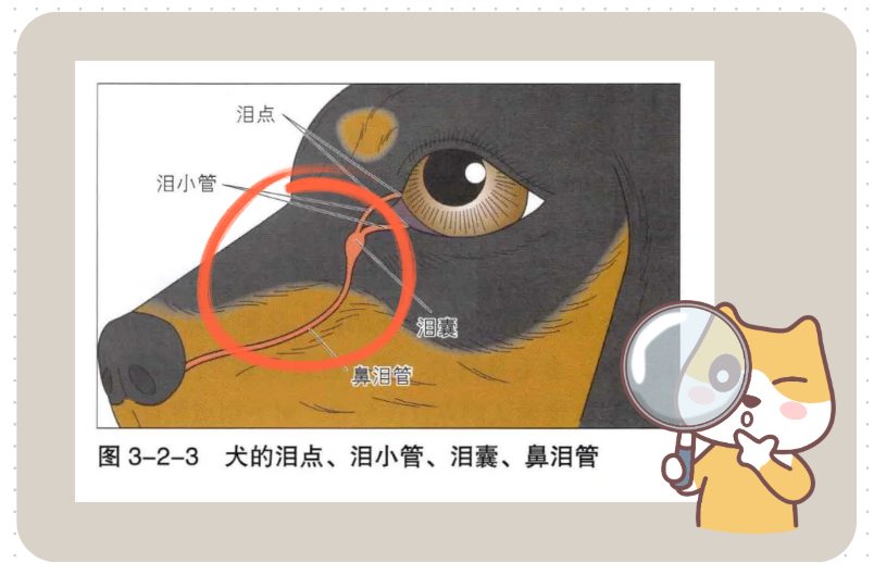 怎么去除狗狗泪痕?