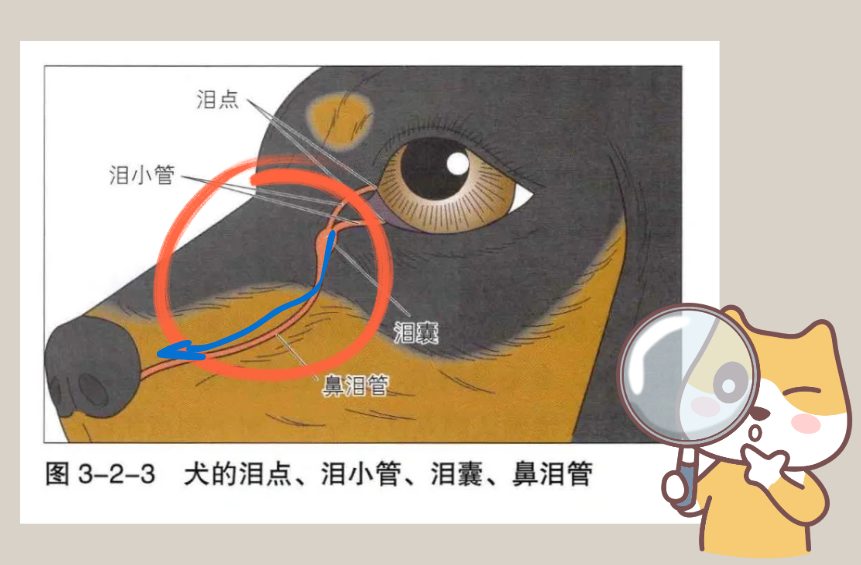 小狗流眼泪是怎么回事?