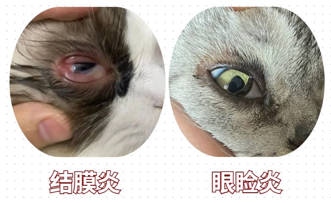 猫咪流眼泪分泌物多怎么办？