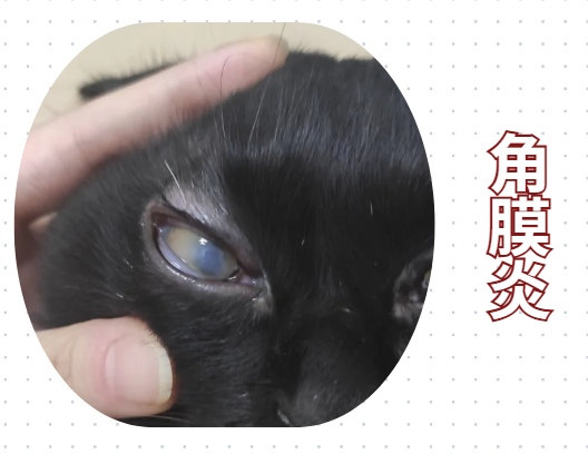 猫咪流眼泪分泌物多用什么药