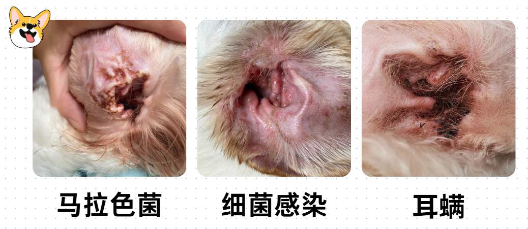 狗狗流眼泪是怎么回事?