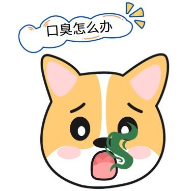 狗狗口臭不是小事:揭秘狗狗口腔问题的真相