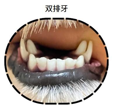 狗狗口臭不是小事:揭秘狗狗口腔问题的真相