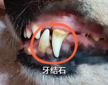 狗狗口臭严重?试试这几种特效药物