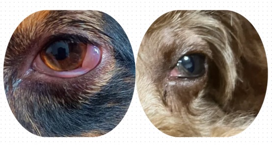 狗狗结膜炎用什么药？