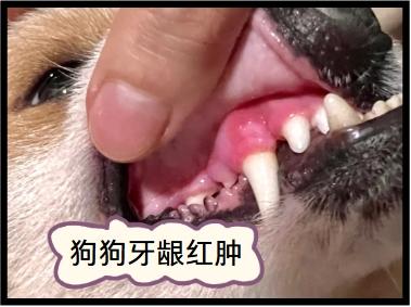狗狗牙龈发炎,消炎药选择指南