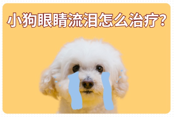 小狗眼睛流泪怎么治疗