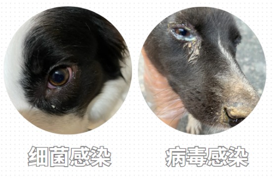 小狗眼屎多用什么药?