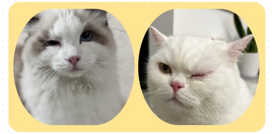 猫眼睛流红褐色分泌物怎么办？