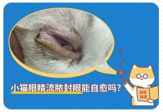 小猫眼睛流脓封眼能自愈吗?