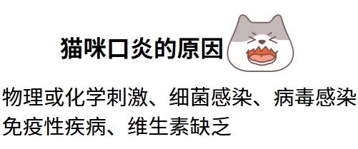 猫咪口炎如何科学用药?